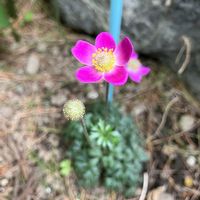 バーベナ,ブルーバーベイン,アネモネ スプリングビューティー,小さな庭の画像