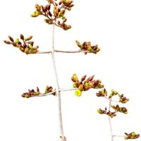 仙人の舞,オルギアリス,オルギアリス（仙人の舞）,多肉植物,観葉植物の画像