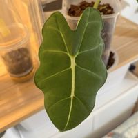 アロカシア・グリーンベルベット,観葉植物,初心者の画像