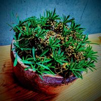 ユーフォルビア・峨眉山,観葉植物,多肉植物とサボテン,バルコニー/ベランダの画像