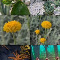 サントリナ,アガベ,アオノリュウゼツラン,アガベ雷神,ナツメヤシの画像
