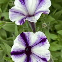 サルビア,シラン,ペチュニア,ベルフラワー,ペンステモンの画像