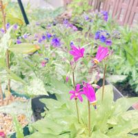 プルモナリア,ドデカテオン,花壇,庭の画像