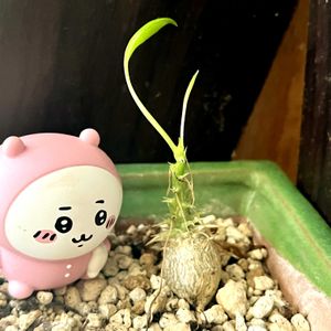 パキポディウム　恵比寿大黒,子株ちゃん,ちいかわ,ちいかわちゃんの画像