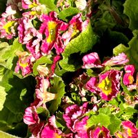 プリムラ・オブコニカ,1度花が終わり2度目の開花,ベランダの画像