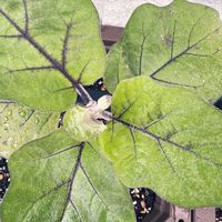 ナス,植物のある暮らし,家庭菜園初心者,家庭菜園の画像