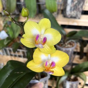 コチョウラン,胡蝶蘭,P.Haur Jih Fancy×P.Ld's Bear King,Phal.Taida Sunflower  Boy 'Taida Apollo',ブルージーンの画像