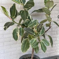 ゴムの木,フィカス・ティネケ,観葉植物,鉢植え,緑が好きの画像
