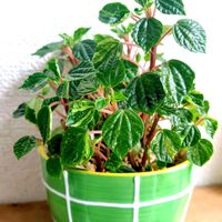 ペペロミア,ペペロミア グリーンバレー,観葉植物,植物のある暮らし,みどりのある暮らしの画像