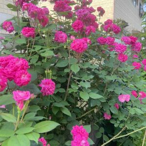 ツルバラ,ツルバラ,マダムイサーク ペレール,板壁DIY,バラ壁面の画像