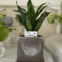 ドラセナ,ペペロミア,トキワシノブ,観葉植物,植物大好きの画像