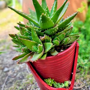 サボテン,紅稚児,白檀,アロエ 不夜城,多肉植物の画像