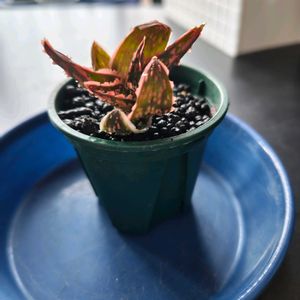 アロエ,アロエ フラミンゴ,アロエ フラミンゴ,多肉植物,子株の画像