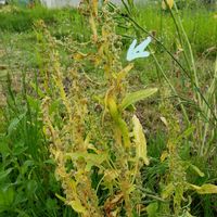 ほうれん草,自家採種,雌雄異株,家庭菜園の画像