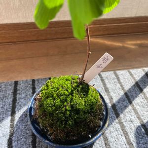 苔玉,テラリウム,苔テラリウム,苔 (コケ)の画像