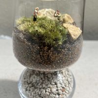 苔(コケ),ネコ好き,苔リウム,苔テラリウム,ガチャポン♡の画像