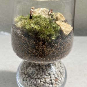 苔(コケ),ネコ好き,苔リウム,苔テラリウム,ガチャポン♡の画像