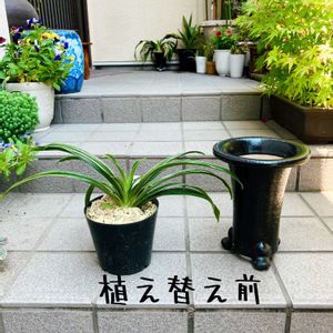 オモト,万年青,万年青,古典園芸植物,伝統園芸植物の画像