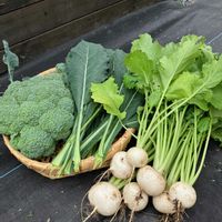 カブ,ブロッコリー,カーボロネロ,家庭菜園の画像