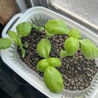 バジル,バジル,大葉 青しそ,野菜 水耕栽培,どたま祭りの画像