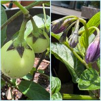 紫陽花,ペピーノ,ペピーノ,紫陽花　ダンスパーティー,ミッチの会の画像