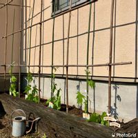 ゴーヤ,黒竹,沖縄中長ゴーヤ,グリーンカーテン,家庭菜園奮闘日記の画像