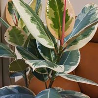 ゴムの木,フィカス・ティネケ,観葉植物,葉っぱ,no green no lifeの画像