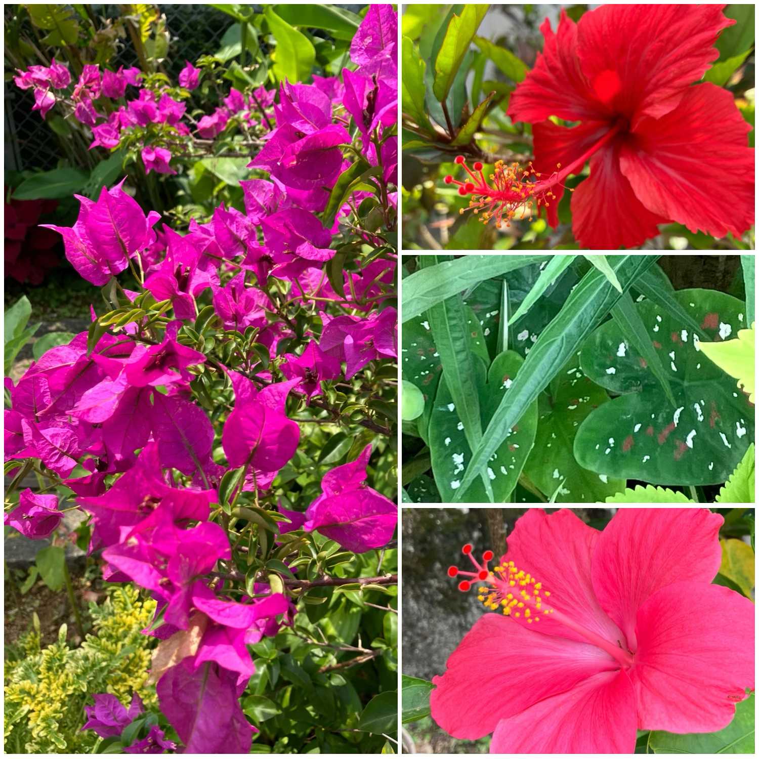 ツンベルギアマイソレンシス　レア　希少 ツンベルギア マイソレンシスの一覧｜🍀GreenSnap（グリーンスナップ）