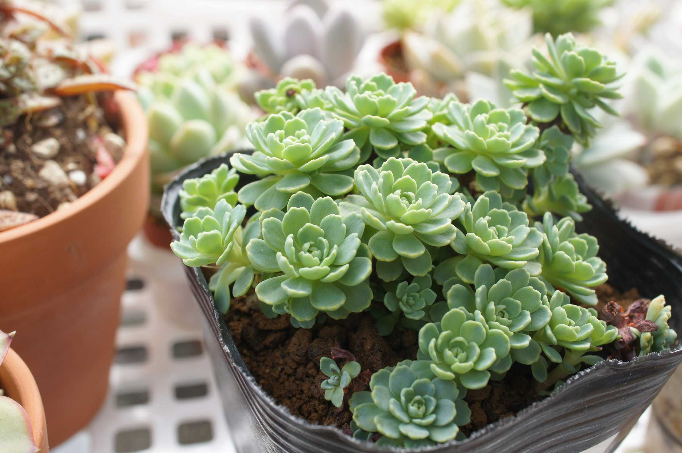 ローズセダムの一覧｜🍀GreenSnap（グリーンスナップ）