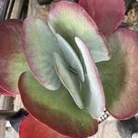 デザートローズ,唐印,多肉植物,植物のある暮らし,多肉植物のある暮らしの画像