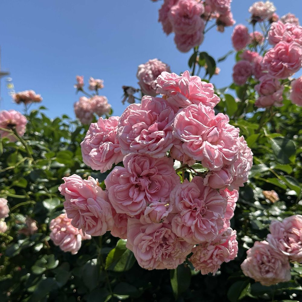 めいたんとママさんの山下公園への投稿
