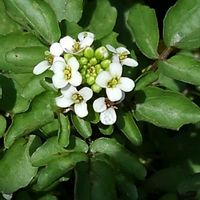 クレソンの画像