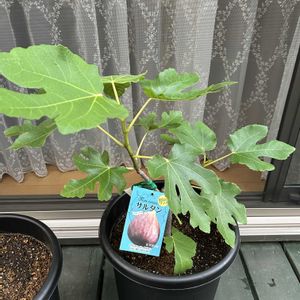 柚子,イチジク,柚子　多田錦,イチジク(サルタン),鉢植えの画像