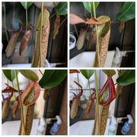 ネペンテス,ネペンテス・ミランダ,食虫植物ウツボカズラ,観葉植物,食虫植物の画像