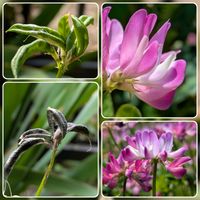 レンゲソウ,レンゲソウ,花のある暮らし,植物好き,自然の不思議の画像