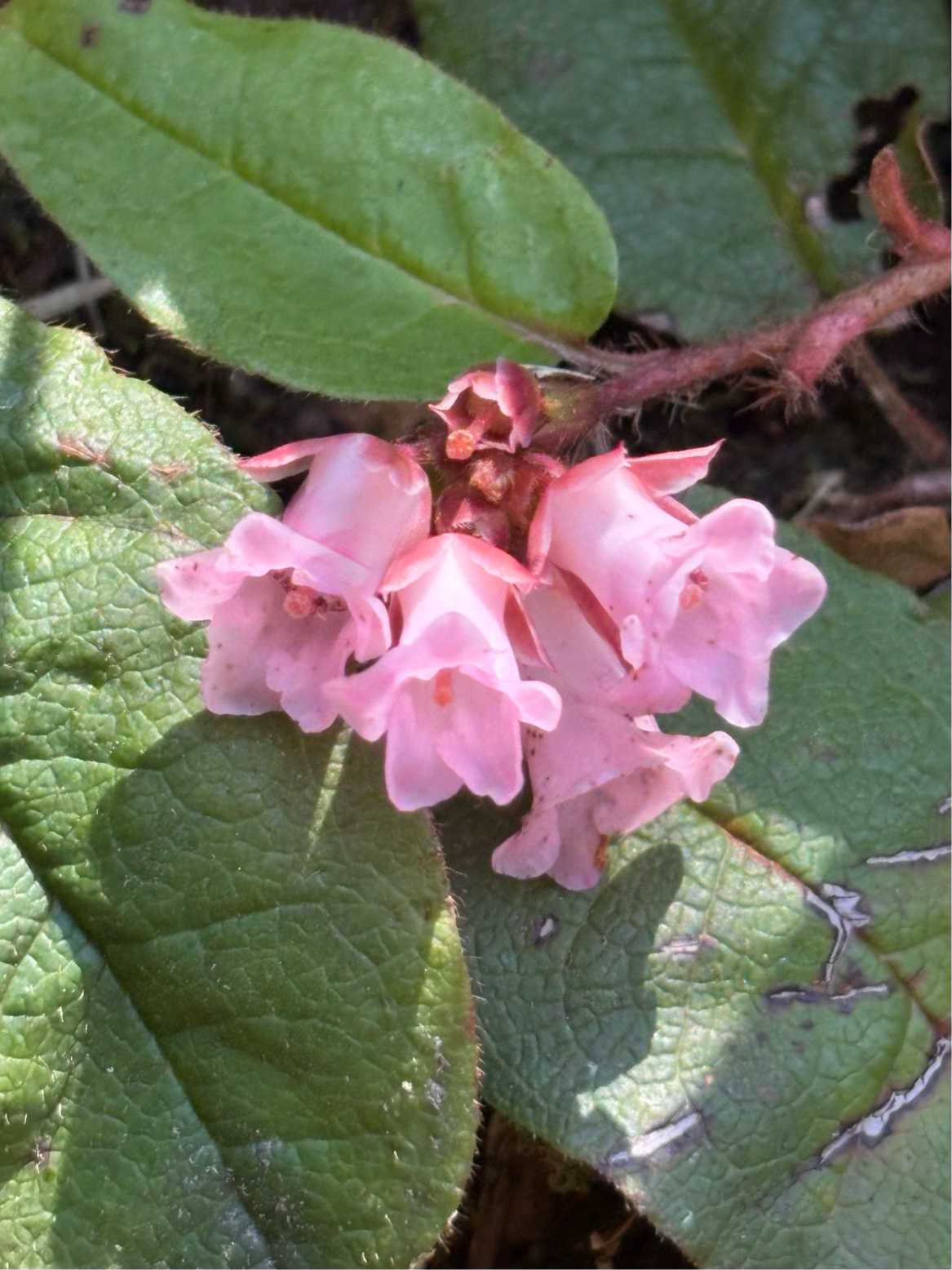 秋田駒ケ岳のイワナシとスミレ🩷💜💛2025.5.29撮影｜🍀GreenSnap