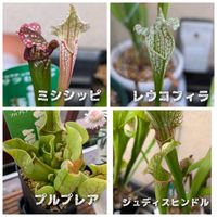 サラセニア・プルプレア,サラセニア レウコフィラ,サラセニア　ジュディスヒンドル,サラセニア ミシシッピ,観葉植物の画像