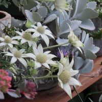 セダム,フランネルフラワー,フランネルフラワー,ミセバヤ,カランコエ プミラの画像