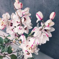 イキシア,癒し,花が好き,狭い庭,宮城県の画像
