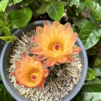 ハツユキカズラ,獅子王丸,オレンジ好き,パロディア（ノトカクタス）属,バルコニー/ベランダの画像