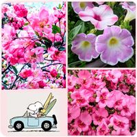ディアスシア,ペチュニア,ハナカイドウ,可愛い,ピンクの花の画像