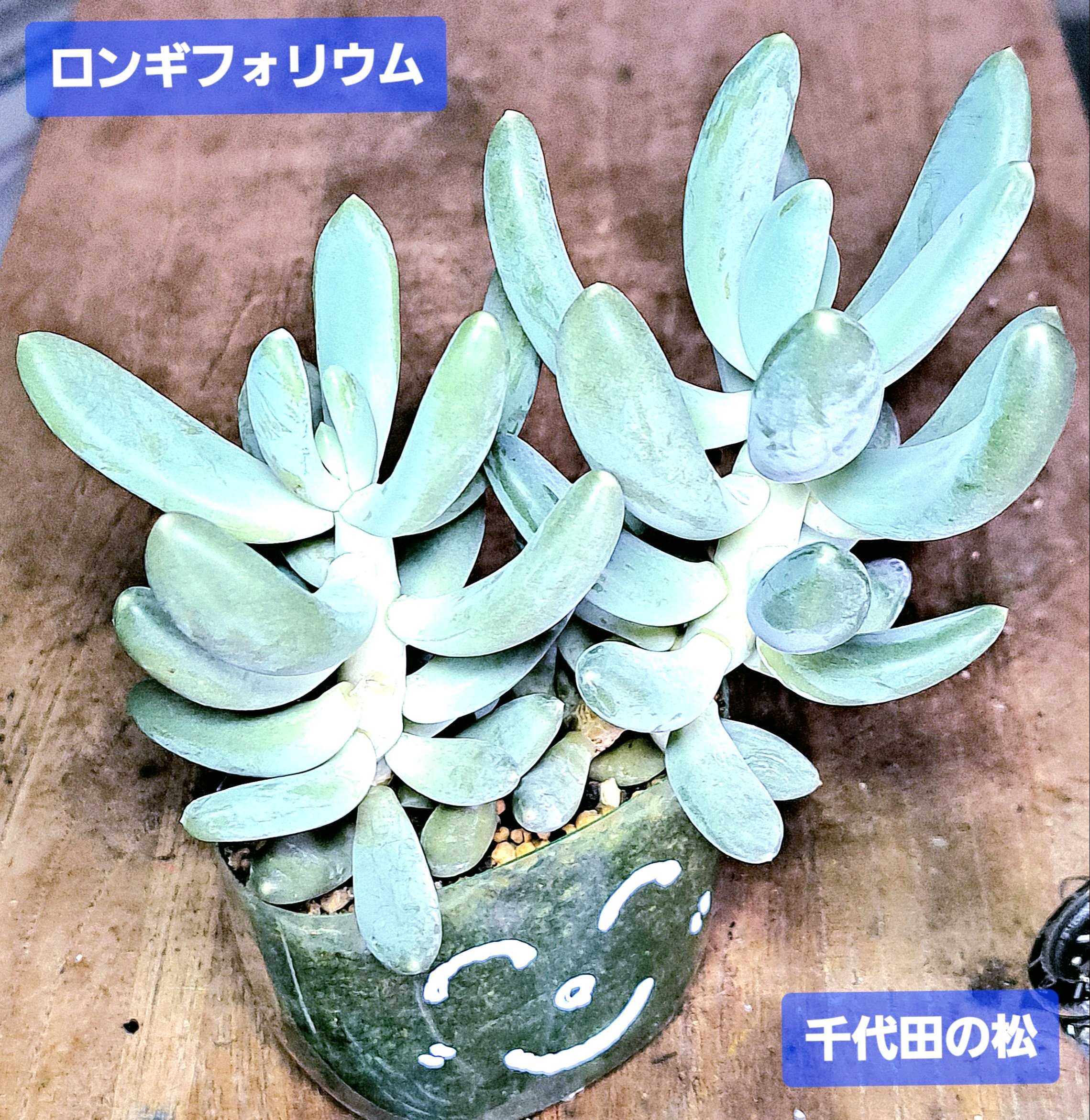 千代田の松の育て方｜日当たりや水やりの加減は？葉挿しの方法は