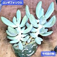 千代田の松,ロンギフォリウム,植物男子ベランダー,ベランダの画像