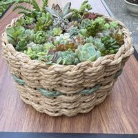 サフランモドキ,サフランモドキ,サフランモドキ,タ肉寄せ植え,タ肉寄せ植えの画像