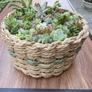 サフランモドキ,サフランモドキ,サフランモドキ,タ肉寄せ植え,タ肉寄せ植えの画像