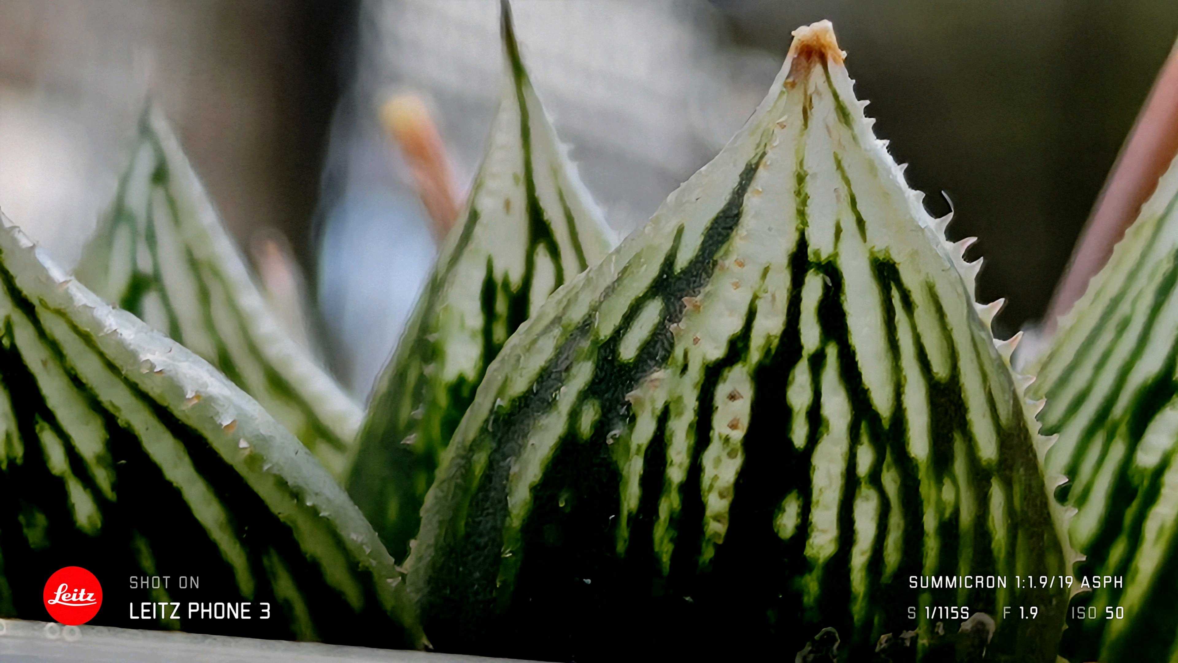 ナイルの一滴 ハオルチア ナイルの一滴 多肉植物