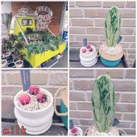 多肉植物 寄せ植え,ウチワサボテン,緋牡丹錦,ギムノカリキウム,斑入りウチワサボテンの画像