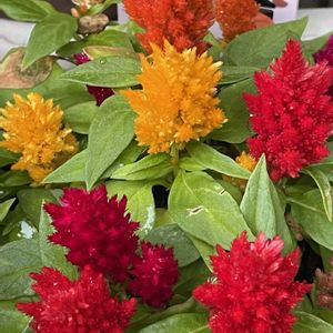 ケイトウ,花のある暮らし,母の日のプレゼント,緑のある暮らし,お庭のお花の画像