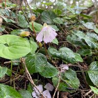イワウチワの画像