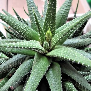 ハルオチア 十二の巻,ハルオチア 十二の巻,多肉植物,100均観葉植物の画像